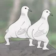 barefootpigeons Wallet