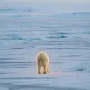 Nietzschean Polar Bear