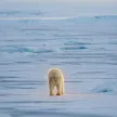 Nietzschean Polar Bear Wallet
