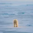 Nietzschean Polar Bear 钱包