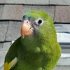 Bebe The Parrot
