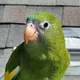 BEBE