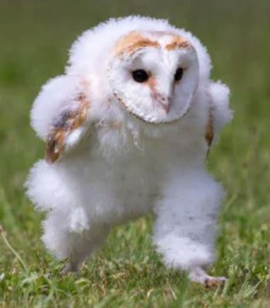 Running Barn Owl