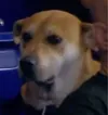 The Sidelined Dog