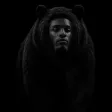 محفظة The Black Bear