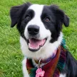 The Heroic Dog Wallet