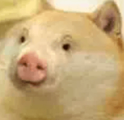 POGE