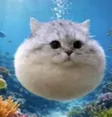 ‌Ví Catfish