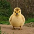 The Chubby Gosling Wallet