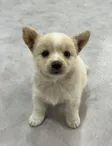 모카 钱包