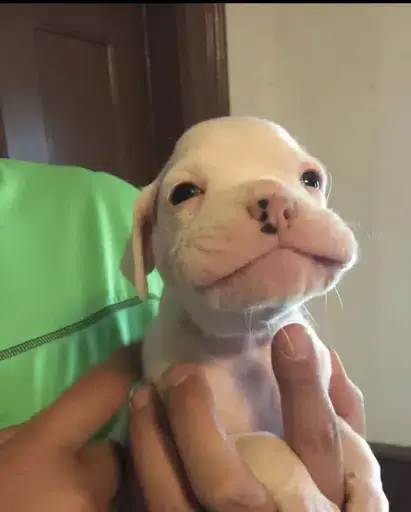 GUS