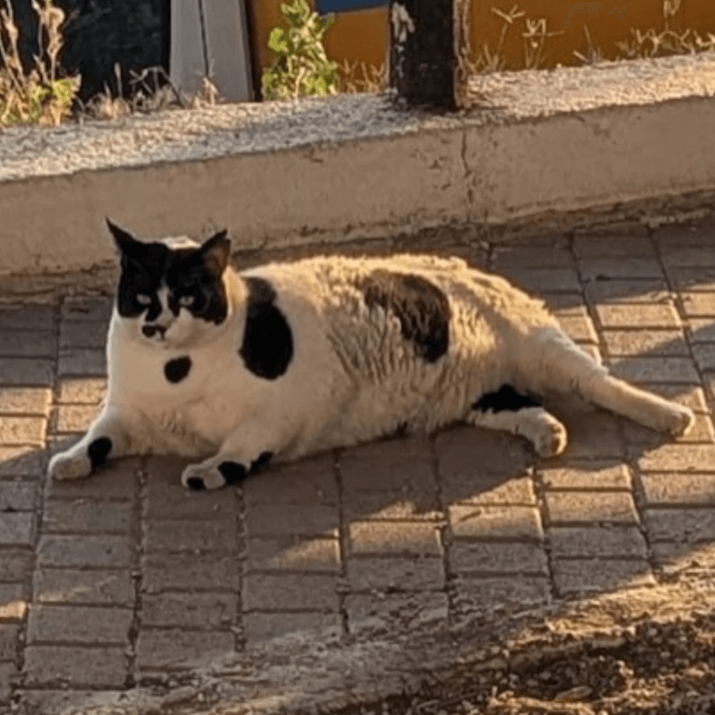 CHONKUS