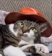 ‌Ví catwifhat