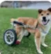 Wheelchair Pup Wallet