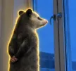 负鼠 钱包