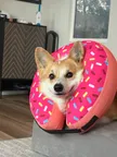 finley 錢包