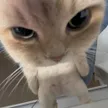 محفظة tuffcat