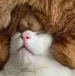 محفظة Nutcat