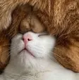 Nutcat Wallet