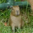 Billetera smol capy
