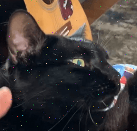 NEW ROYAL RECORDS CAT