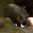‌Ví Bread Roll