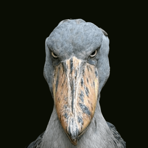 SHOEBILL