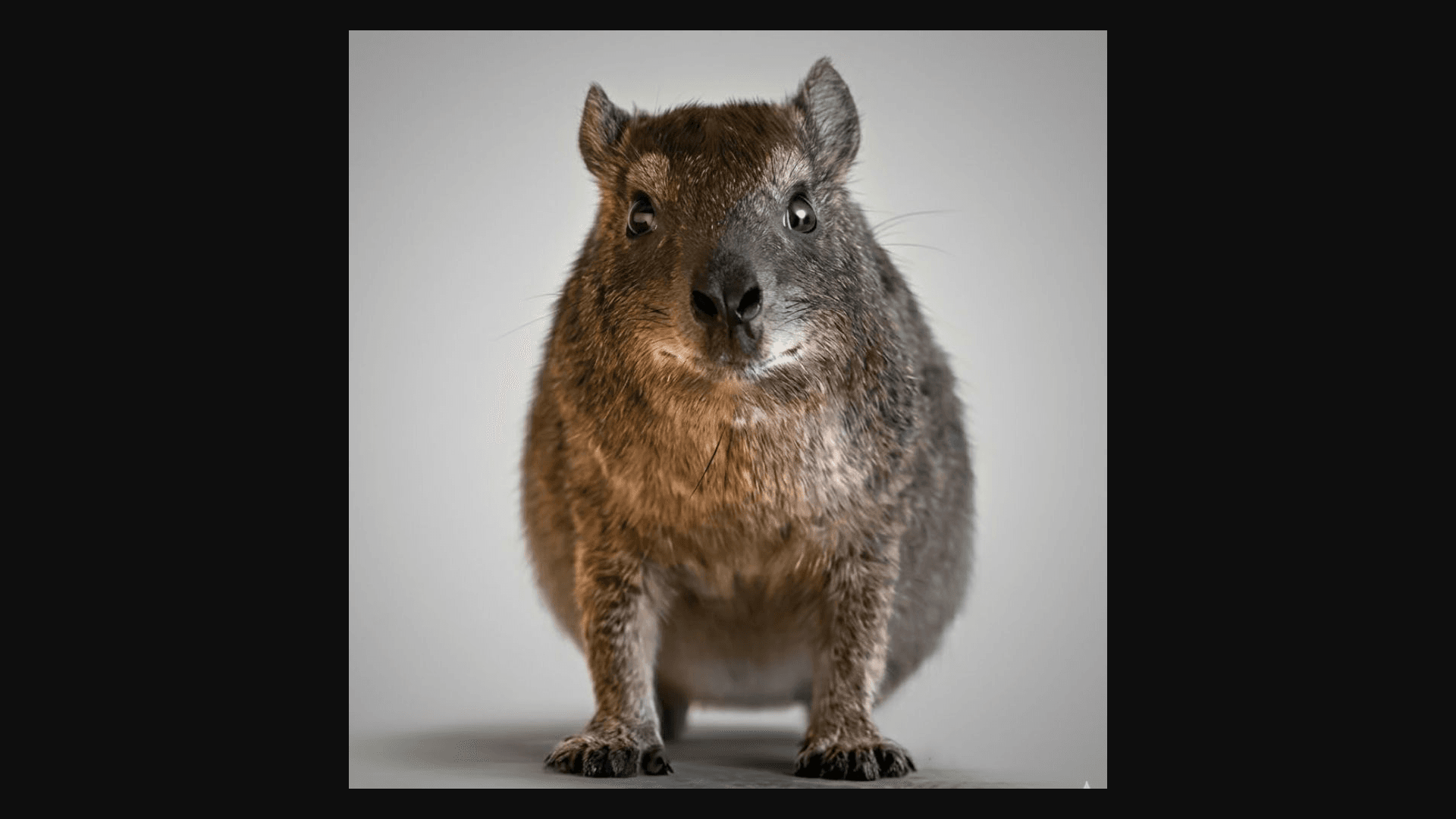 HYRAX