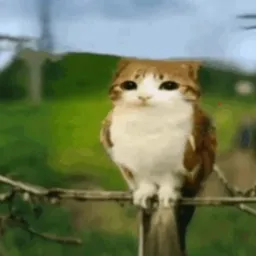 MEOWL