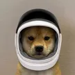 ‌Ví Spacedog