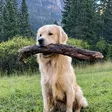 Dog Wif Stick Wallet