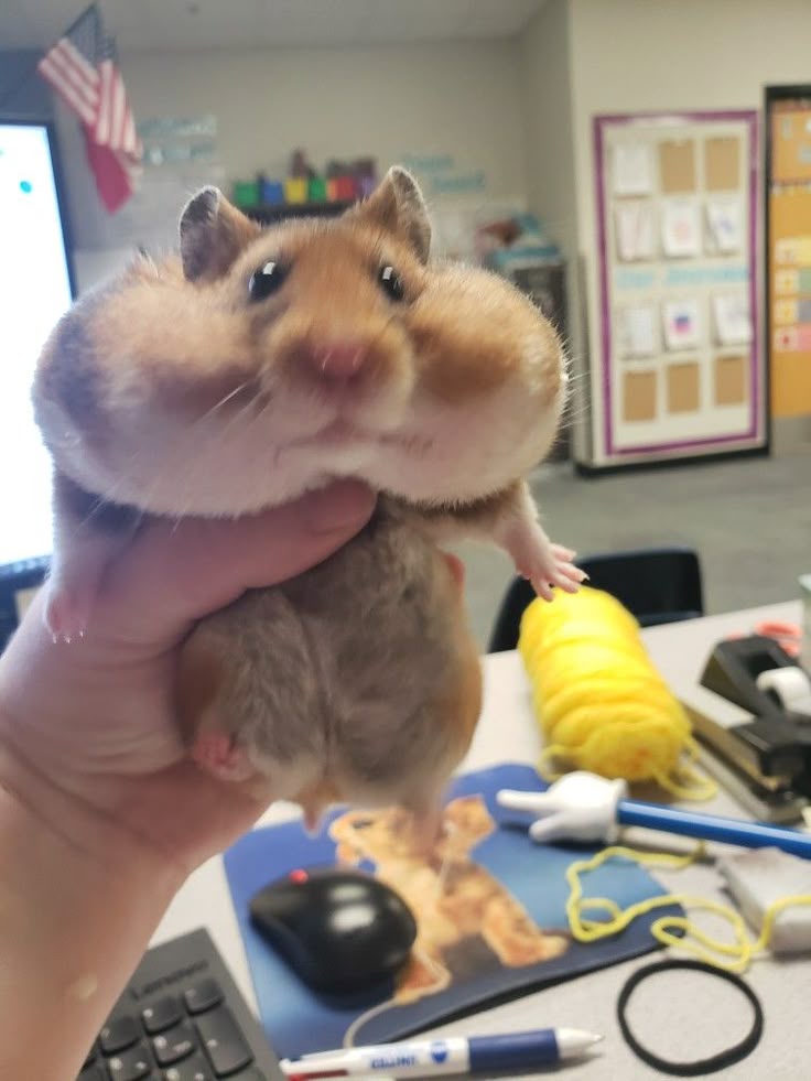 Buffy the hamster