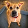 Elon's Dog 钱包
