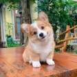 Adorably cute Corgi baby Wallet