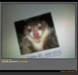 meta-aye-aye Wallet