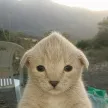 Catchua Wallet