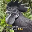 ‌Ví Genie did not understand
