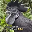 ‌Ví Genie did not understand