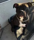 Billetera Stormi