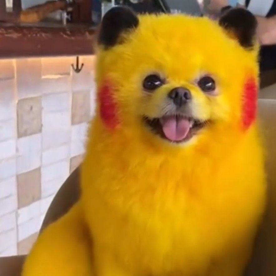 Famous Pikachu Dog