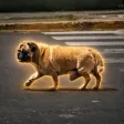 The dih dog-Wallet