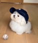 DOGCAP token on Solana