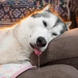 Drooling Dog 錢包