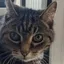 The Democat