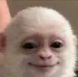 Portafoglio Albert the Monkey