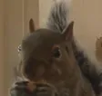 The Rogue Squirrel Wallet
