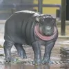 イロハ