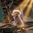 ‌Ví Dolly
