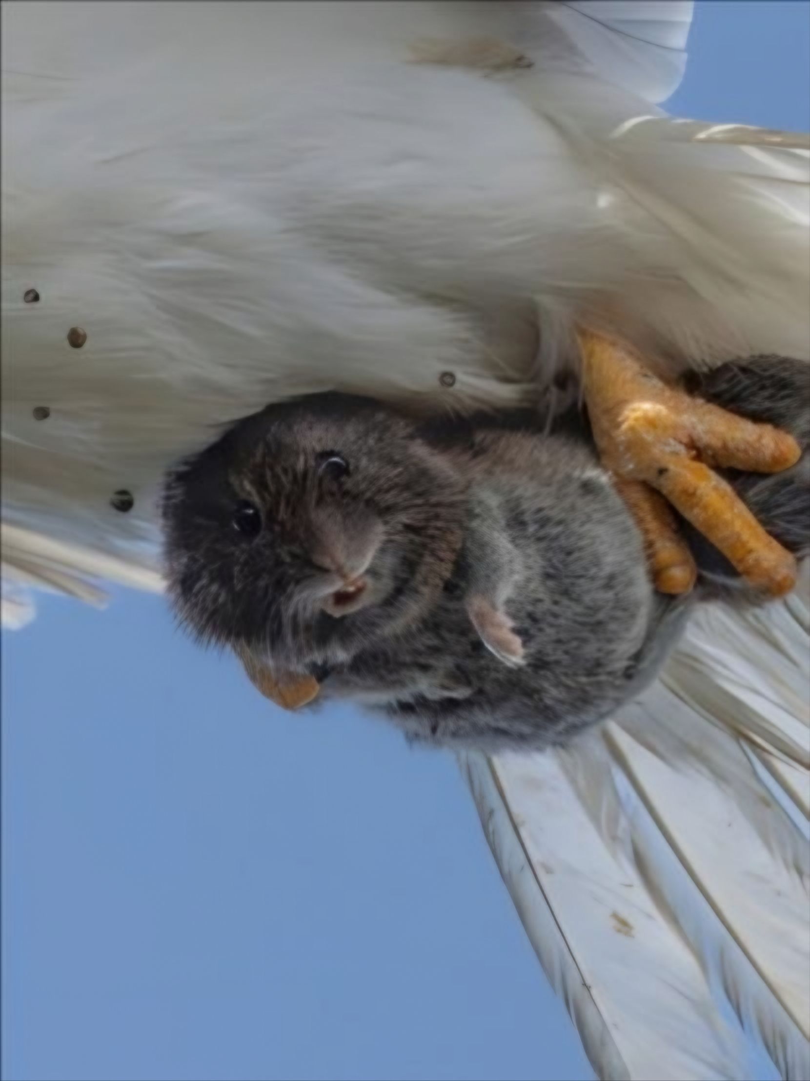 VOLE