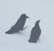 The Silly Ravens 钱包
